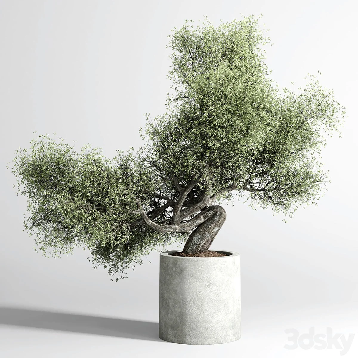 Bonsai Tree pots and shrubs 76 concrete dirt vase for plant outdoor